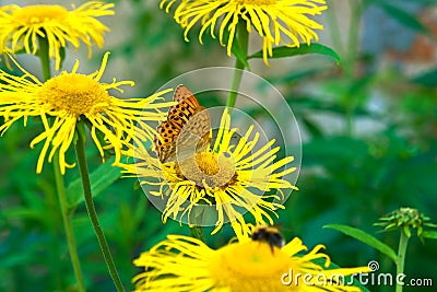 Yellow Oxeye flowers Telekia speciosa with a mother-of-pearl butterfly Argynnis paphia sitting on them. Stock Photo