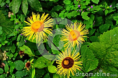 Yellow & orange flowers Telekia specios Stock Photo