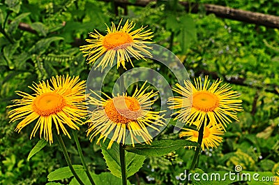 Yellow & orange flowers Telekia specios Stock Photo