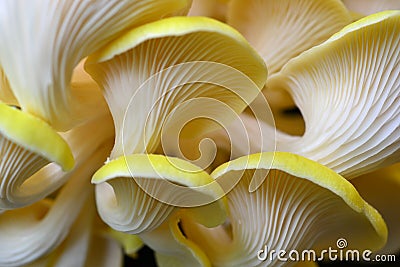 Yellow Oyster Mushrooms 14 Pleurotus citrinopileatus Stock Photo