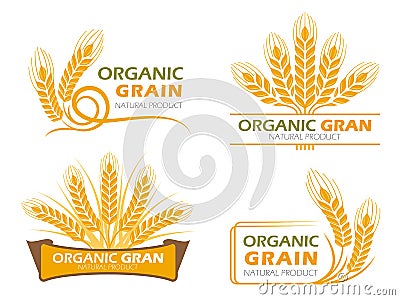 Yellow paddy barley rice organic grain products and healthy food banner sign vector set design Vector Illustration