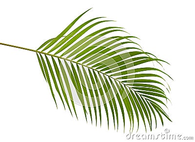 Yellow palm leaves Dypsis lutescens or Golden cane palm, Areca palm leaves, Tropical foliage isolated on white background Stock Photo