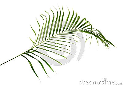 Yellow palm leaves Dypsis lutescens or Golden cane palm, Areca palm leaves, Tropical foliage isolated on white background Stock Photo