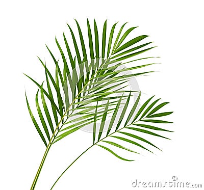 Yellow palm leaves Dypsis lutescens or Golden cane palm, Areca palm leaves, Tropical foliage isolated on white background Stock Photo