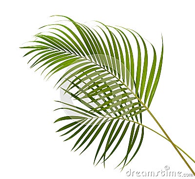 Yellow palm leaves Dypsis lutescens or Golden cane palm, Areca palm leaves, Tropical foliage isolated on white background Stock Photo
