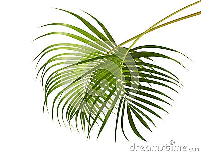 Yellow palm leaves Dypsis lutescens or Golden cane palm, Areca palm leaves, Tropical foliage isolated on white background Stock Photo