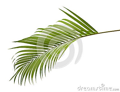 Yellow palm leaves Dypsis lutescens or Golden cane palm, Areca palm leaves, Tropical foliage isolated on white background Stock Photo