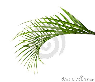 Yellow palm leaves Dypsis lutescens or Golden cane palm, Areca palm leaves, Tropical foliage isolated on white background Stock Photo