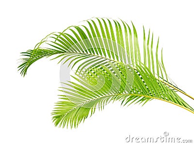 Yellow palm leaves Dypsis lutescens or Golden cane palm, Areca palm leaves, Tropical foliage isolated on white background Stock Photo