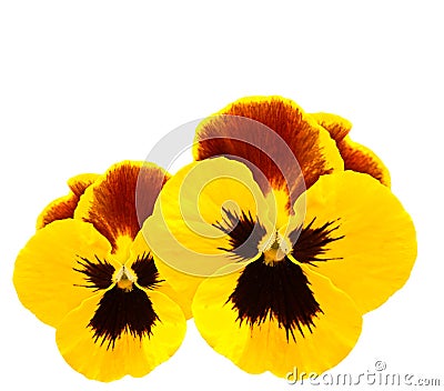 Yellow pansies winter pansy flower Stock Photo