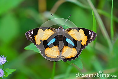 Yellow Pansy Butterfly Stock Photo