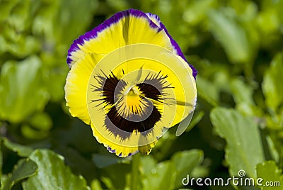 Yellow Pansy Flower Stock Photo