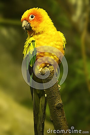 Yellow parrot Stock Photo