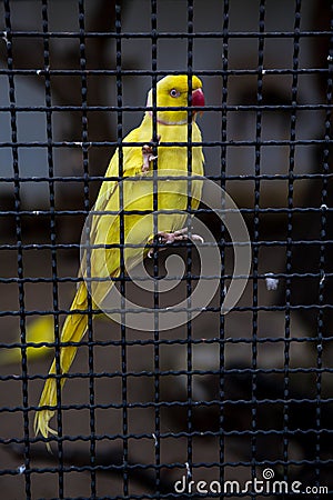 Yellow parrot trapped in a cage. Stock Photo