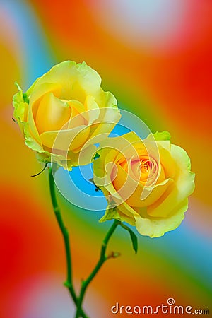 Vobrant pair of yellow hybrid roses on colorful abstract background Stock Photo