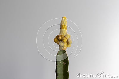 Yellow peanut grafted cactus head closeup view Stock Photo