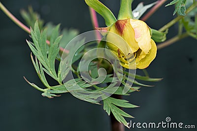 Yellow peony tree flower, opening on May Day, 2021. Stock Photo