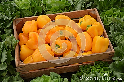 Yellow Pepers And Lettuce Stock Photo