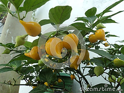 Pepper chickpea with its green leaves and yellow fruits, ready to be consumed. Stock Photo