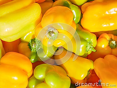 Yellow pepper in the sun. crop of peppers. Agriculture. good harvest Stock Photo