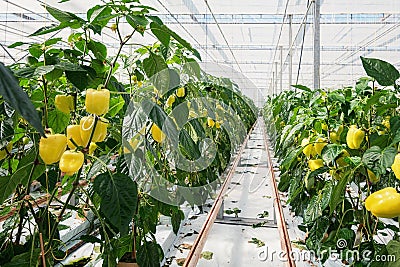 Yellow peppers growing in a big greenhouse in the Netherlands Stock Photo