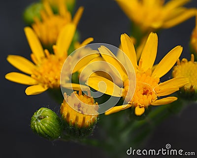 Yellow Petals and Buds of Arizona Wildflowers Stock Photo