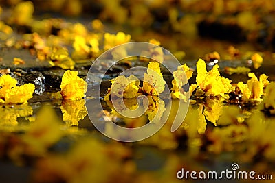 Yellow petals flower falling from Large Leopard tree to ground Stock Photo