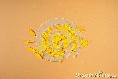 Yellow Petals Isolated, Sunflower Petal Pile, Orange Blossom Design Stock Photo