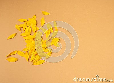 Yellow Petals Isolated, Sunflower Petal Pile, Orange Blossom Design Stock Photo