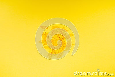 Yellow Petals Isolated, Sunflower Petal Pile, Orange Blossom Design Stock Photo