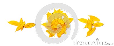 Yellow Petals Isolated, Sunflower Petal Pile, Orange Blossom Design Stock Photo