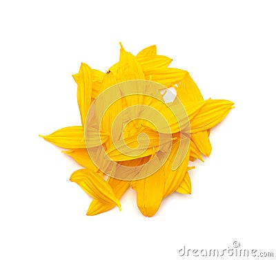 Yellow Petals Isolated, Sunflower Petal Pile, Orange Blossom Design Stock Photo