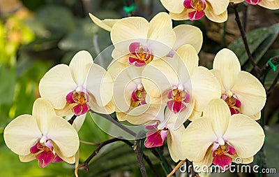 Yellow phalaenopsis orchid flower Stock Photo