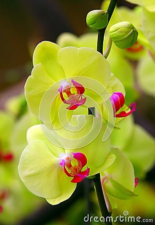 Yellow phalaenopsis orchids in greenhouse Stock Photo