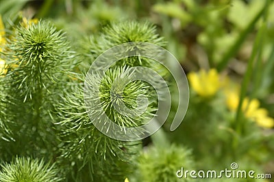 Yellow pheasants eye Stock Photo