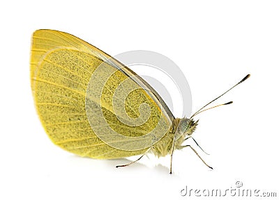 Yellow Pieridae butterfly Stock Photo