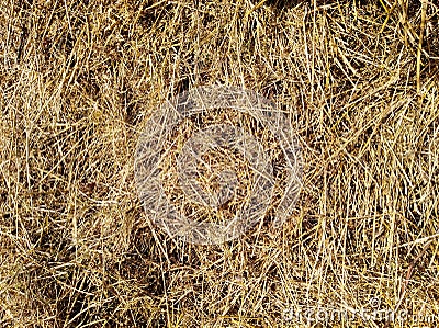 Yellow pile of dried hay Stock Photo