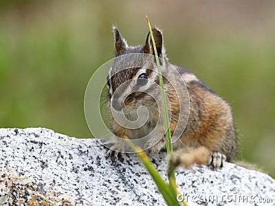 Yellow-pine Chipmunk Closeup Stock Photo