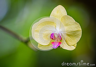 Yellow with pink center phalaenopis with soft background Stock Photo