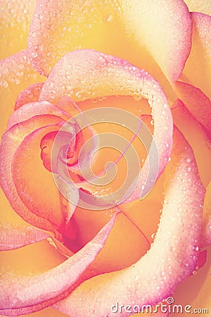 Yellow and pink delicate rose Stock Photo