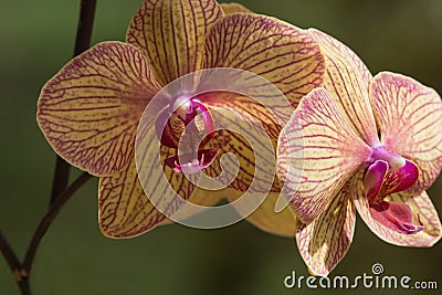 Yellow with pink orchid photographed close Stock Photo