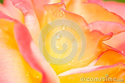 Yellow-pink rose flower Stock Photo