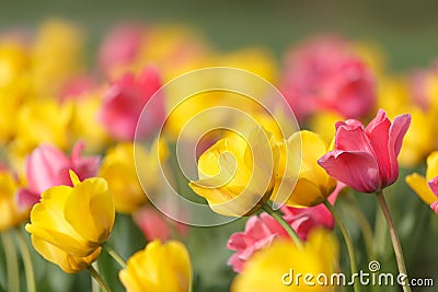 Yellow and pink tulips Stock Photo