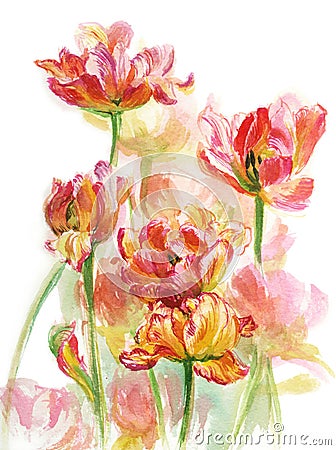 Yellow pink tulips Stock Photo