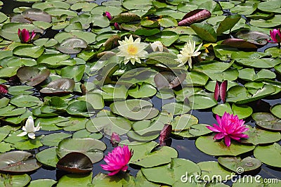 Yellow and Pink Water Lily Pond Stock Photo