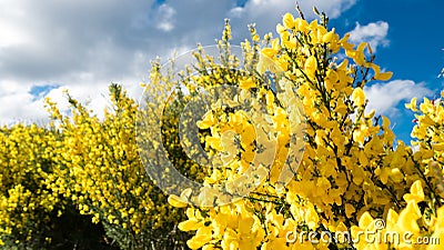 Yellow plant with blue sky background Stock Photo