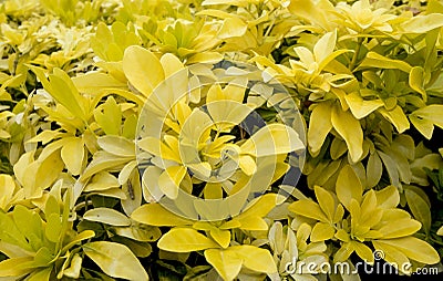 Yellow plant leafs close up Stock Photo