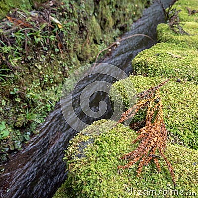 Yellow plant on stone covered by fresh green fern beside a small flowing stream Stock Photo