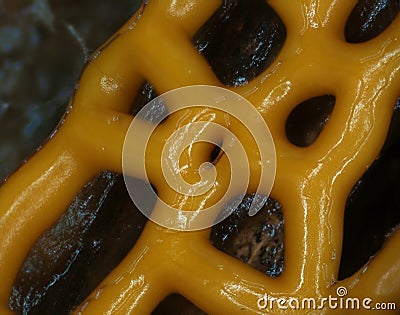 Yellow plasmodiocarp fruit body of a slime mold Hemitrichia serpula Stock Photo