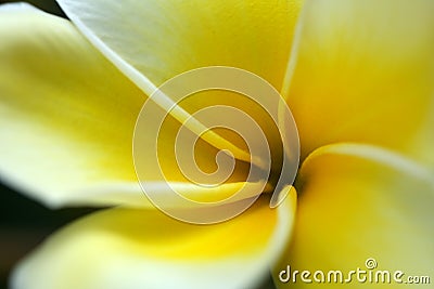 Yellow Plumeria flower Stock Photo